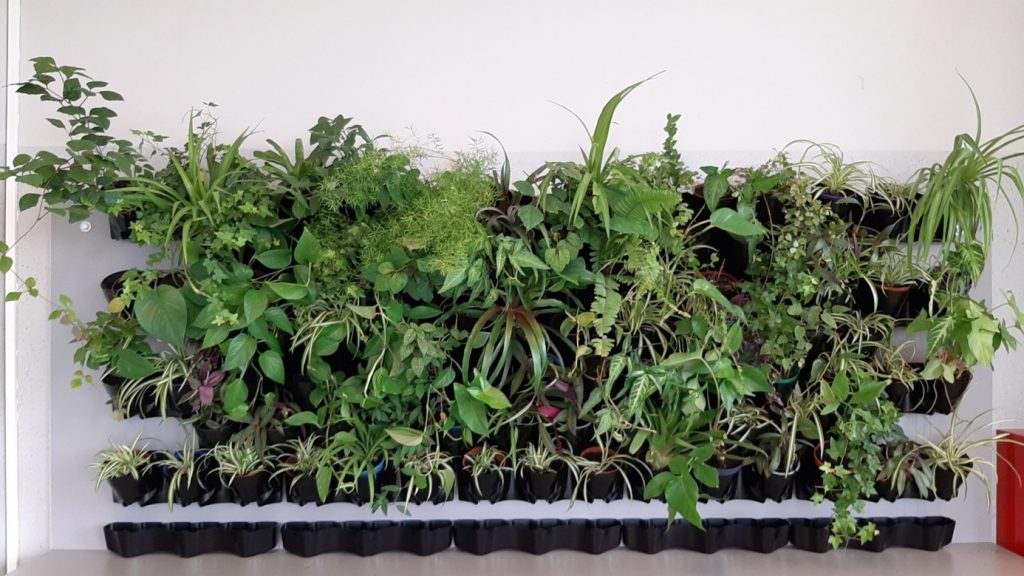 Obraz zawierający roślina, budynek, drzewo, dłoń
Opis wygenerowany automatycznie